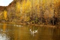 Wild ducks and geese swim and play together in the lake in late autumn.. Royalty Free Stock Photo