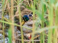 Wild ducks hide in thickets of reeds growing in the reserve on Lake Hula in Israel Royalty Free Stock Photo
