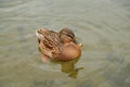 Wild ducks on the Island of Trakai in Vilnius Royalty Free Stock Photo