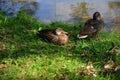 Wild Ducks on the lake Royalty Free Stock Photo