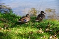 Wild Ducks on the lake Royalty Free Stock Photo