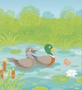Wild ducks on a lake