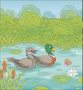 Wild ducks on a lake
