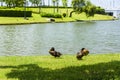 Wild ducks on the lawn in the park