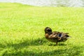 Wild ducks on the lawn in the park