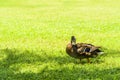 Wild ducks on the lawn in the park