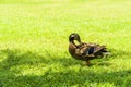 Wild ducks on the lawn in the park