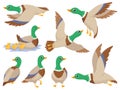 Wild ducks. Mallard duck, cute flying goose and green headed swimming canard isolated cartoon vector illustration set Royalty Free Stock Photo
