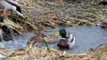 Wild ducks mallard fuss in a narrow creek