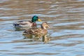 Wild ducks Mallard Male and Female Anas platyrhynchos. Royalty Free Stock Photo