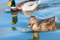 Wild ducks Mallard Male and Female Anas platyrhynchos. Royalty Free Stock Photo