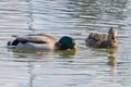 Wild ducks Mallard Male and Female Anas platyrhynchos. Royalty Free Stock Photo