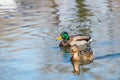 Wild ducks Mallard Male and Female Anas platyrhynchos. Royalty Free Stock Photo