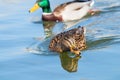 Wild ducks Mallard Male and Female Anas platyrhynchos. Royalty Free Stock Photo