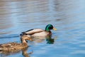 Wild ducks Mallard Male and Female Anas platyrhynchos. Royalty Free Stock Photo