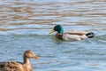 Wild ducks Mallard Male and Female Anas platyrhynchos. Royalty Free Stock Photo