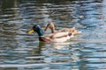 Wild ducks Mallard Male and Female Anas platyrhynchos. Royalty Free Stock Photo