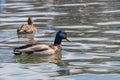 Wild ducks Mallard Male and Female Anas platyrhynchos. Royalty Free Stock Photo