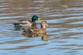 Wild ducks Mallard Male and Female Anas platyrhynchos. Royalty Free Stock Photo