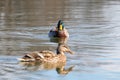 Wild ducks Mallard Male and Female Anas platyrhynchos. Royalty Free Stock Photo