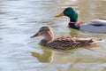 Wild ducks Mallard Male and Female Anas platyrhynchos. Royalty Free Stock Photo