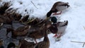 Wild ducks mallards fuss on the snowy bank of the river in winter