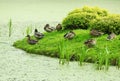 Wild ducks near lake