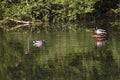 Wild ducks in the park. Mallard Duck in nature in the lake. Cover photo with ducks. Birds background. Fauna pattern. Birds and ani Royalty Free Stock Photo