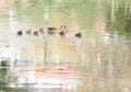 Wild ducks in the park in spring time. Mallard Duck in nature in the lake. Cover photo with ducks. Duck swimming with her baby duc Royalty Free Stock Photo