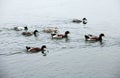 Several wild ducks swam towards the shore..