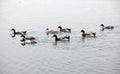 Several wild ducks swam towards the shore. Royalty Free Stock Photo