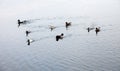 Several wild ducks swam towards the shore.