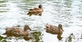 wild ducks on a pond water. wild life of city parks. animals in the forest Royalty Free Stock Photo