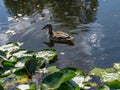 Wild ducks rest in ponds