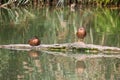 Wild ducks resting on a log Royalty Free Stock Photo