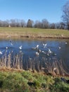 Wild ducks river grass no wind