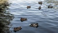 Wild ducks in the river, migratory birds swim in the lake, a flock of birds in the water Royalty Free Stock Photo