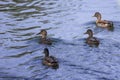 Wild ducks on a river on a sunny day Royalty Free Stock Photo