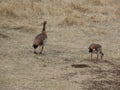 Wild ducks Safari Ngorongoro - Tarangiri in Africa Royalty Free Stock Photo