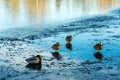 Wild ducks on the shore of a frozen pond on a sunny beautiful day.