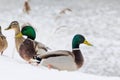 wild ducks in the snow in winter Royalty Free Stock Photo