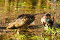 Wild ducks in spring in the park on the lake. Two wild ducks, a drake and a duck on the water