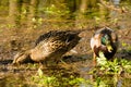 Wild ducks in spring in the park on the lake. Two wild ducks, a drake and a duck on the water