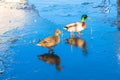 Wild ducks, steam, duck and drake, walk on thin ice. Royalty Free Stock Photo