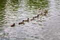 Wild ducks swim along the surface of the lake. Royalty Free Stock Photo