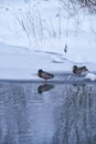 Wild ducks swim in freezing winter pond among ice and snow