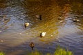 Wild ducks swim in the lake in autumn.