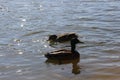 Wild ducks swim in the lake in early spring Royalty Free Stock Photo