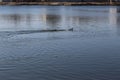 Wild ducks swim in the lake in early spring Royalty Free Stock Photo