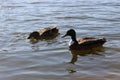 Wild ducks swim in the lake in early spring Royalty Free Stock Photo